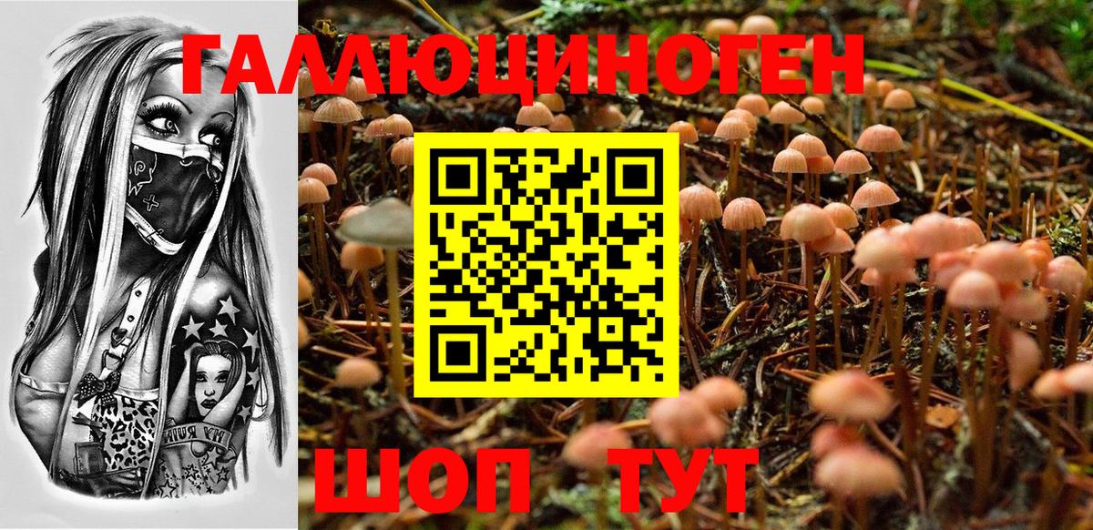 Псилоцибиновые грибы Cubensis Чернушка